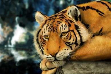 Amur Tiger Eyes Lie Down Paw Hd Wallpapers