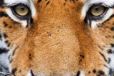 Tiger Eyes   Best Htc One Wallpapers, Free And Easy To Download