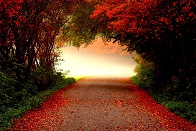 Autumn Desktop Wallpapers Downloads