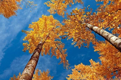 Cool Fall Wallpapers For Desktop Images