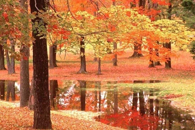 Autumn_natura 033.jpg