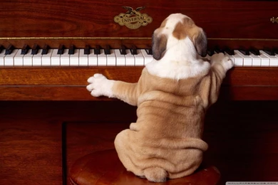 Dog Playing Piano HD Desktop Wallpapers : Widescreen : High ...