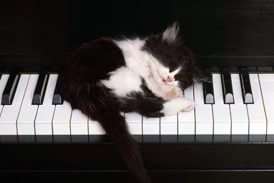 Download Black White Cat And Piano Wallpapers