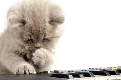 Piano Desktop Wallpapers   Wallpaper, High Definition, High ...