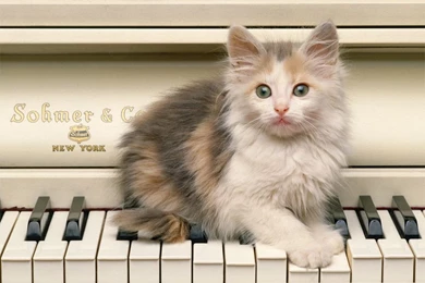 Cute Kitten On A Piano   PowerballForLife