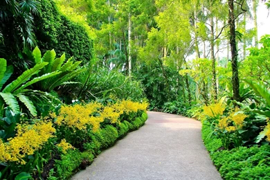 Singapore Botanic Gardens Plants Walking Path Trees HD Backgrounds ...