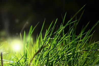 Widescreen Full Hd Wallpapers