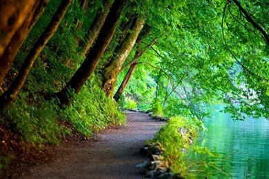 L. Johnson Tree Services