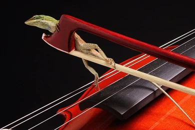 Violin Computer Wallpapers, Desktop Backgrounds