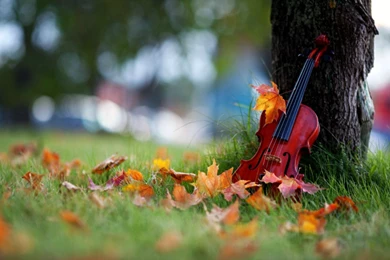 Violin Resting On Tree