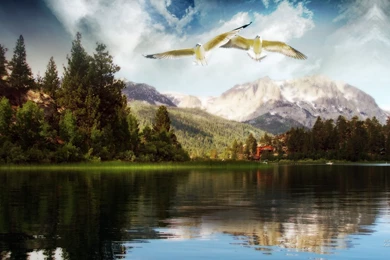 Fairy Fantasy Birds Wallpapers