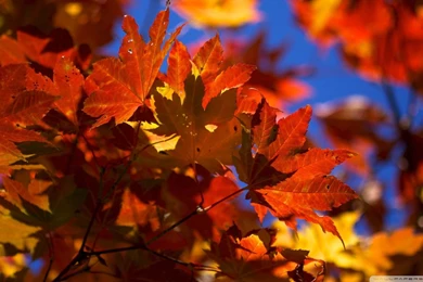 14 Wallpapers Leaves Autumn Bright Desktop Images 1920x1080 1412 ...
