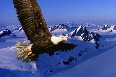 Eagle_desktop_wallpaper 800x600.jpg