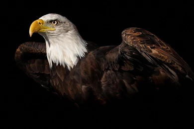 Bald Eagle Desktop Wallpapers