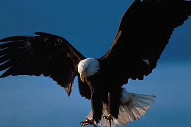Eagle Flying Desktop Wallpapers (