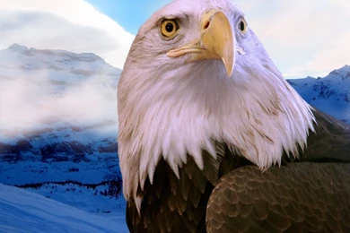 Bald Eagle HD Wallpapers   , New Wallpapers, New Wallpapers