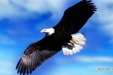 Fish HD Animal Wallpapers