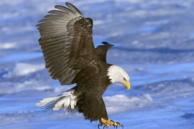 Bald Eagle HD Desktop Wallpapers