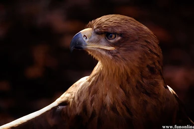 Eagle Wallpapers, Brown And Harpy Eagle Wallpapers For Desktop