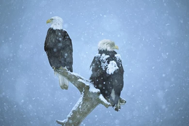 Winter Birds Desktop Wallpapers