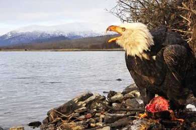 Birds Wallpapers Page 112: Swans Flowers Animals Labedzie Glowki ...