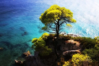 The Blue Sea Side Stands A Tree On The Cliff Wallpapers