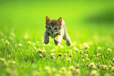 Cat Jumping Running Grass Wallpapers 1280x800 For 17 inch ...