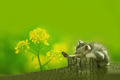 Cute Cat Wallpapers 1280x800 Widescreen Hd Wallpaper