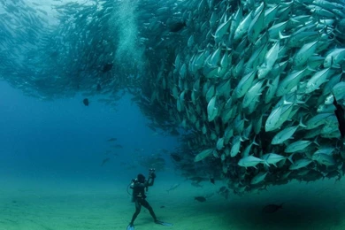 Cabo Pulmo National Park, Mexico ...   Download 5k Ultra HD ...