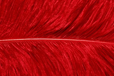 Minion HD Wallpapers Widescreen Resolution