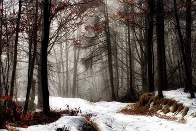 First Snow HD Wallpapers   HD Wallpaper Backgrounds Of Your Choice