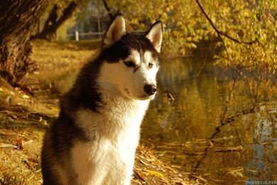 Cool HD Dog Wallpapers