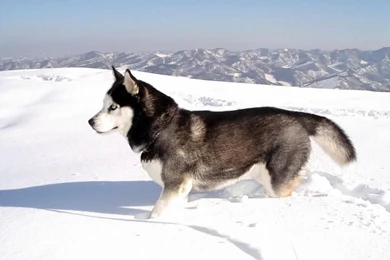 Siberian Husky Mountain Dog Backgound Hd Wallpapers 95154   The Dog ...