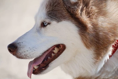 Siberian Husky   Dogs Wallpapers (13073120)   Fanpop