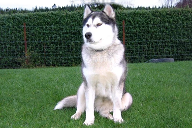 Free Wallpapers Alaskan Husky Dog Wallpapers