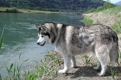 Siberian Husky Dog At The Bank Photo And Wallpaper. Beautiful ...