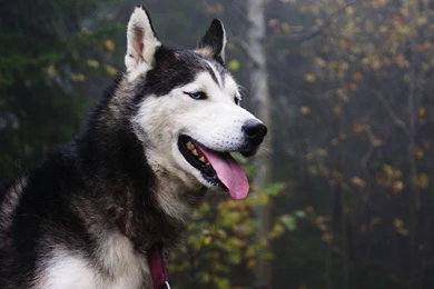 Siberian Husky 121215 4 1280x800.jpg