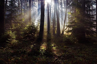 Sunlight_in_the_woods_825.jpg