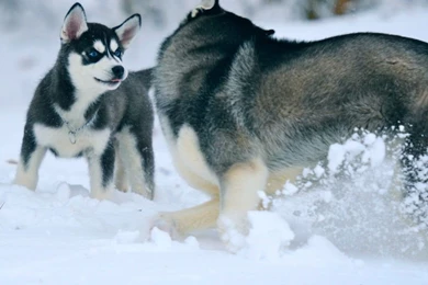 Siberian Husky Dog With Blue Eyes 1024x768   The Dog Wallpapers ...