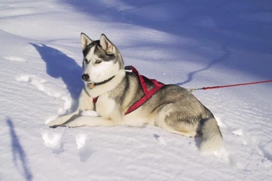 Siberian Husky Winter Dog Wallpapers Normal   The Dog Wallpapers ...
