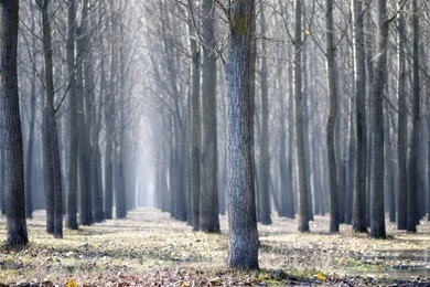 Serbia Woods Wallpapers 17042   World Wallpapers   Landscape Scenery