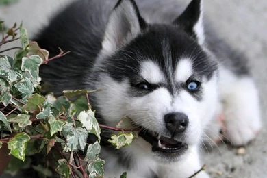 Siberian Husky Puppies The Dog Wallpapers Best The Dog Wallpapers