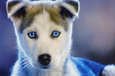 Photo 1 Of 64, Dog Wallpapers