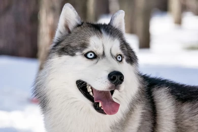 Download Wallpapers 3840x2400 Dog, View, Husky, Siberian Husky ...