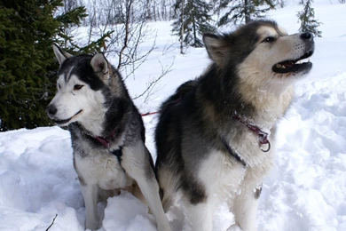 Siberian Husky Dogs In The Snow Photo And Wallpaper. Beautiful ...