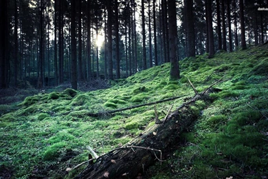 Fallen Tree In The Woods Wallpapers   Nature Wallpapers