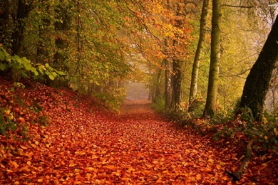 Path In The Woods Wallpapers