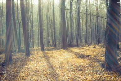 Trees In The Woods Wallpapers