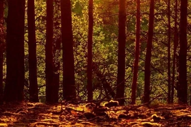 Woods HD Desktop Wallpapers : High Definition : Fullscreen : Mobile ...