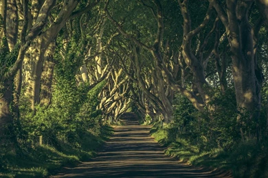 Deep Woods Road Plants Grass Wallpapers